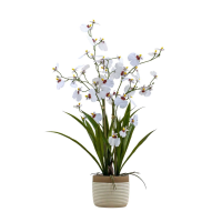 White Potted Oncidium Orchid White Small