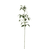 Ficus Stem Green 6pk