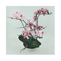 Value 43cm Pink Real Touch Orchid Flower In Display White Pot