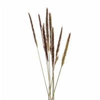 Bouquet Of Natural Pampas