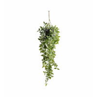 Scindapsus Large
