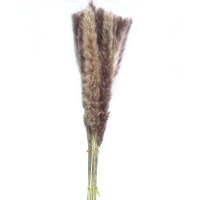Mini Natural Pampas Grass