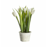 Tulips White