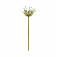 Spider Stem Violet