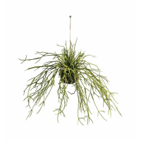 Rhipsalis With Soil Small