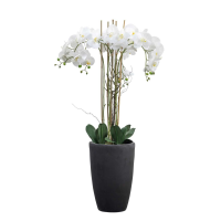 Phalaenopsis Orchid x5