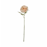 Stem White Apricot (3pk)