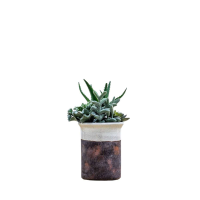 Succulent Mix Green