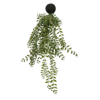 Wood Fern in Soil Green