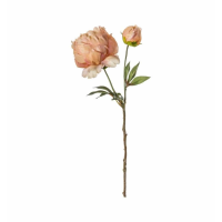 Stem Peach (3pk)