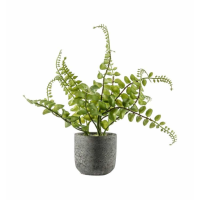 Royal Fern