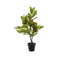 Tree With 5 Fruit