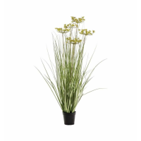Grass With 5 Heads Green Yellow
