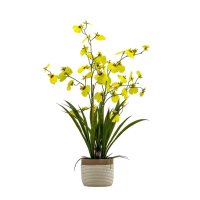 Yellow Potted Oncidium Orchid Yellow Small