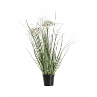 Grass With 2 Heads Yellow