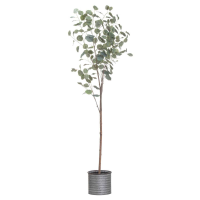 Superior Quality Large Green Eucalyptus Tree In Grey Metallic Pot