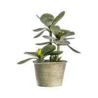 Kalanchoe Pale Green