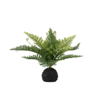 Fern in Soil