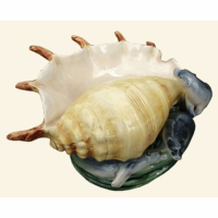 Shell