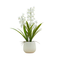 White Potted Cymbidium Orchid White Large
