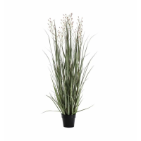 Grass With 3 Heads Green Russet