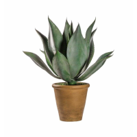 Wide Leaf