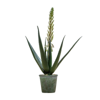 Green White Potted Aloe with Flowers Small