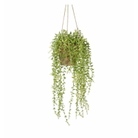 Senecio With Earthenware Style Pot
