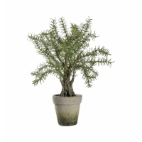 Rosemary Tree