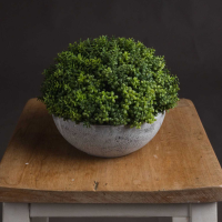 Small Hebe 15cm Diameter Round Globe Pot Potted Plant