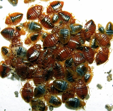 Bed Bug Pest Control Solutions London
