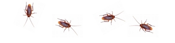 Commercial Cockroach Pest Control Solution