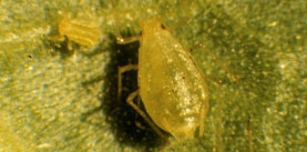 Bespoke Crop Protection Products For Insecticides