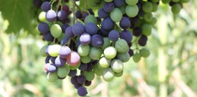 UK Manufacturer Of Crop Protection Products