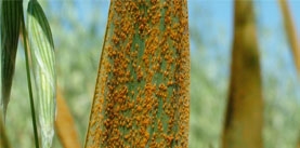 UK Supplier Of Crop Protection Products