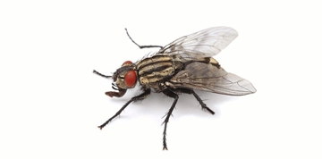 Mosquito Control Products Manufacturer