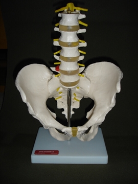Lumbar Spine With Pelvis