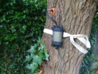 Tree Vigour Assessment Using Sapflow Technology In Cheshire