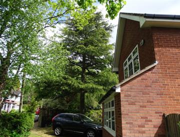 Trees and Subsidence Surveying In Wirral