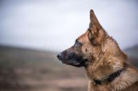 Dog Guarding Glasgow