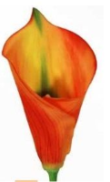 Artificial Large Silk Calla Lily - 69cm, Orange
