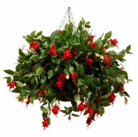 Artificial Fuchsia Hanging Basket - Red