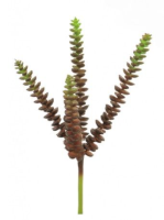 Artificial Feechi Succulent - 8cm, Chestnut