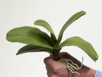 Artificial Phalaenopsis Leaf Spray - 25cm, Light Green