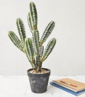 Artificial Cactus Plants in Black Pot - 44cm, Green