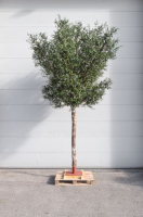 Artificial Bespoke Natural Single Stem Olive Tree - 350cm, Green