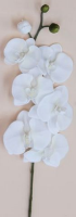 Artificial Phalaenopsis Spray Single Stem - 75cm, White/Beauty
