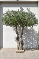 Artificial Bespoke Fabricated Olive Tree - 400cm, Green