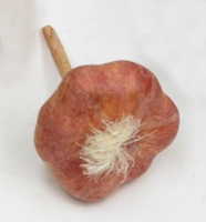 Artificial Garlic - 7cm, Red/Natural