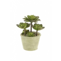 Succulent in a Round Pot - 19cm, Green